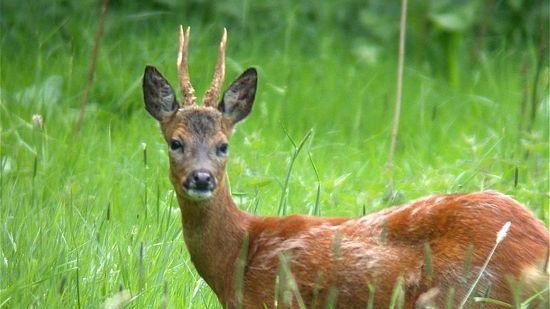 Un esemplare di capriolo italico