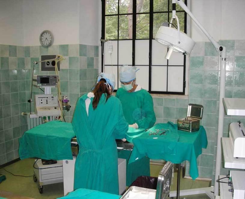 Veterinari durante un intervento di sterilizzazione in sala operatoria