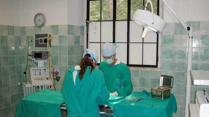 Veterinari durante un intervento di sterilizzazione in sala operatoria