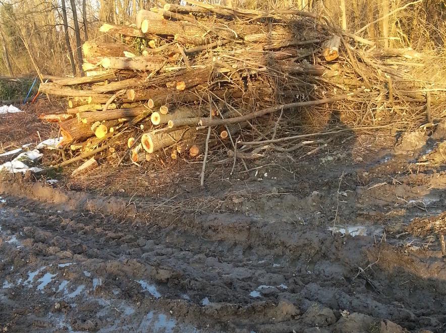 Una strage di alberi sul torrente Modolena 