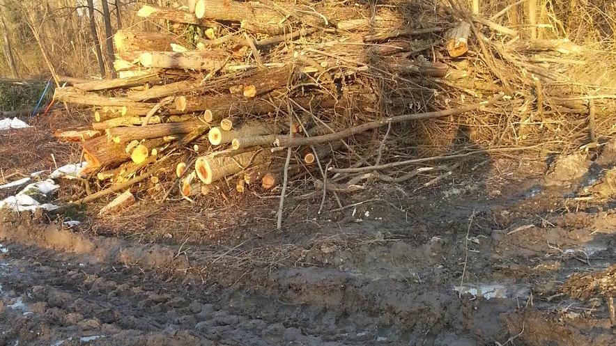 Una strage di alberi sul torrente Modolena