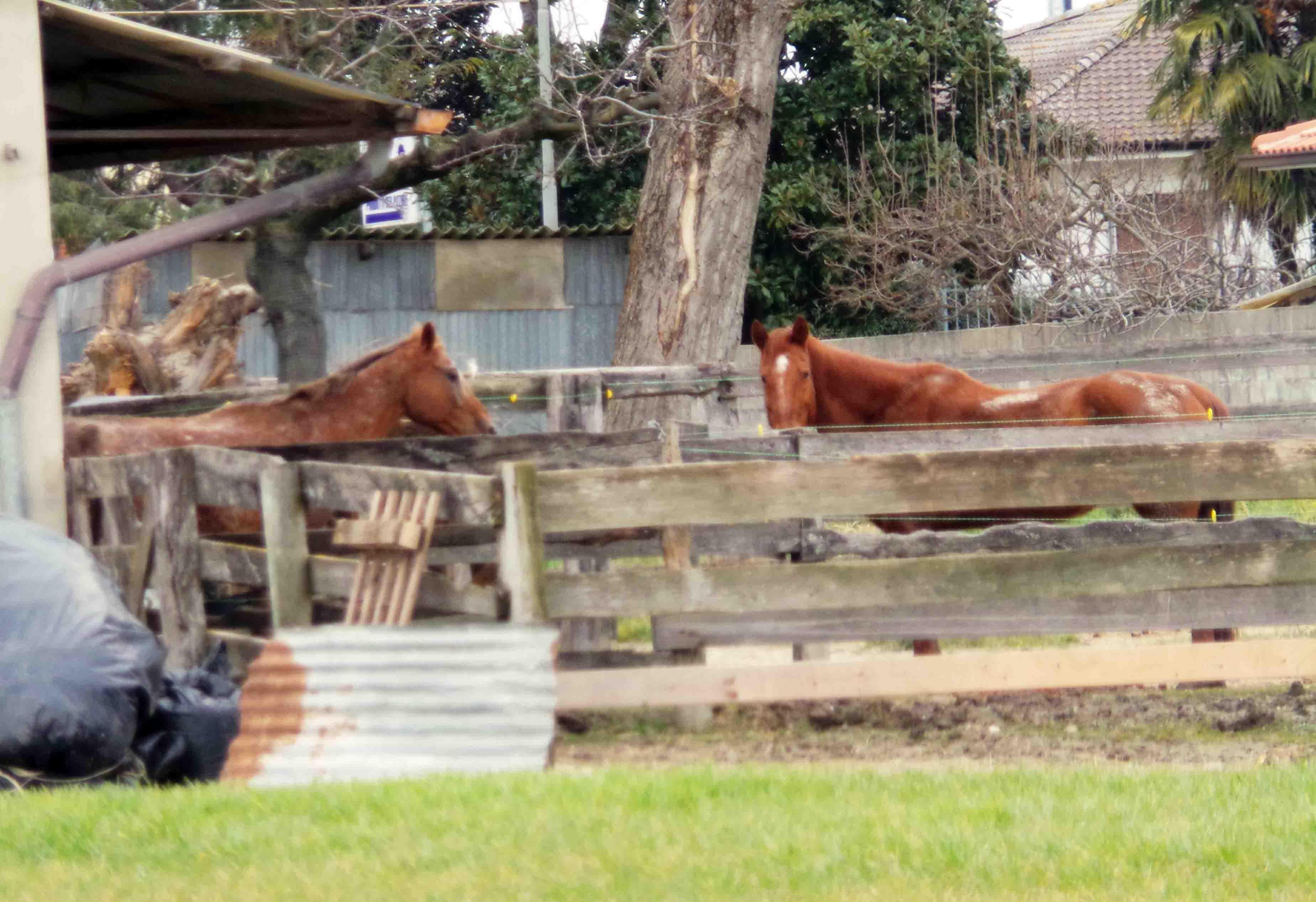 Il piccolo maneggio dove il 10 febbraio due pitbull hanno ucciso un cavallo