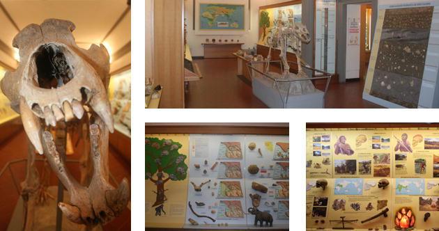 Il museo di Paleontologia festaggia venticinque anni