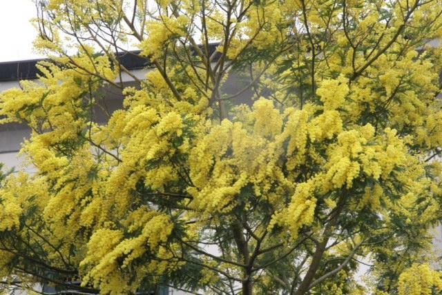 Una delle tante mimose fiorite che si ammirano in questi giorni in città