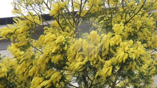Una delle tante mimose fiorite che si ammirano in questi giorni in città