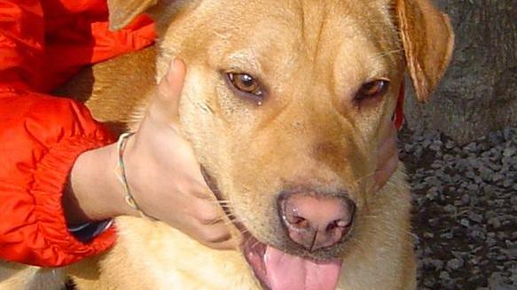 Quattro amorevoli cuccioloni