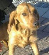 Stella, dolce cucciolotta
