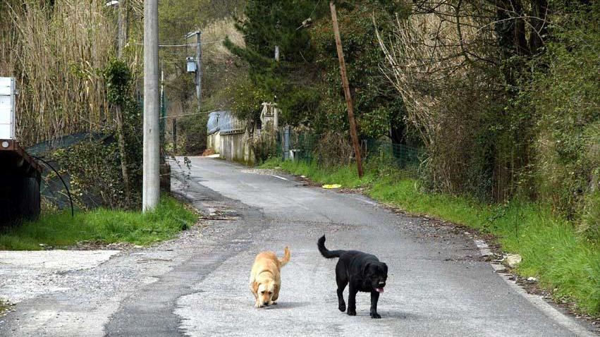 La Pubblica assistenza di Rosignano ha ideato un corso per recuperare animali randagi