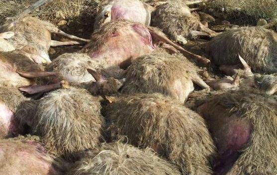Predatori fanno ancora strage di pecore 