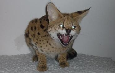 Il gattopardo Chiku arriva in Maremma 