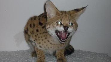 Il gattopardo Chiku arriva in Maremma