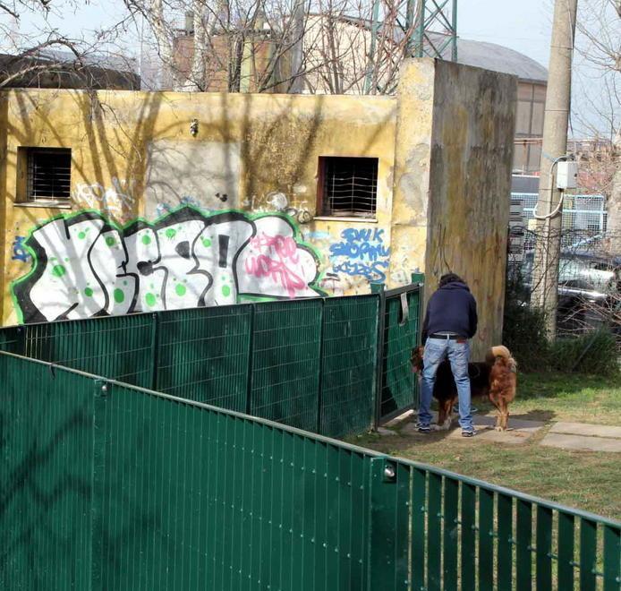 «Polpetta avvelenata, ucciso un cocker» 