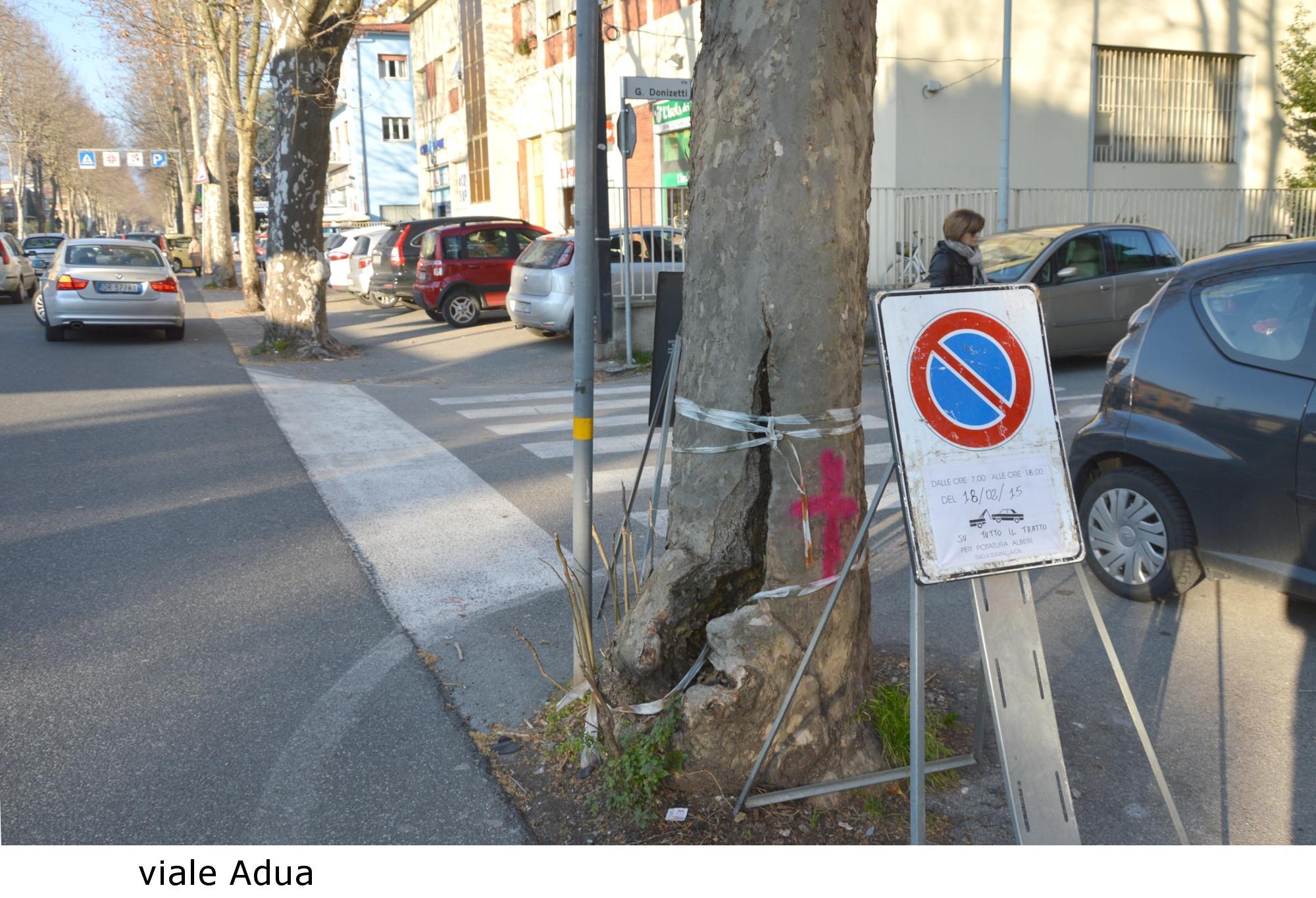Uno dei platani da abbattere in viale Adua