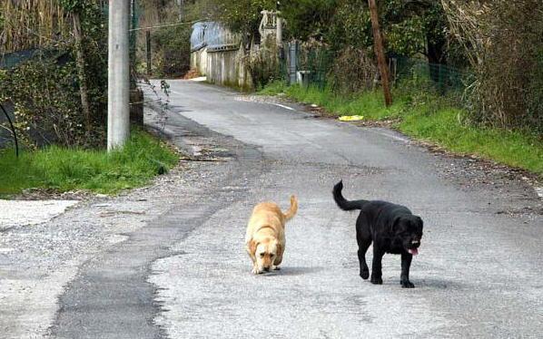 Un corso per imparare a recuperare animali randagi 