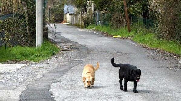 Un corso per imparare a recuperare animali randagi