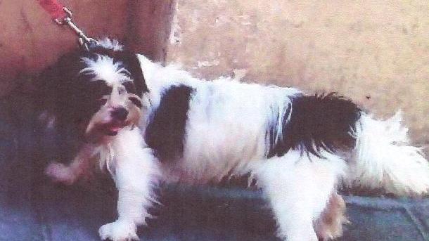 Il cane scomparso