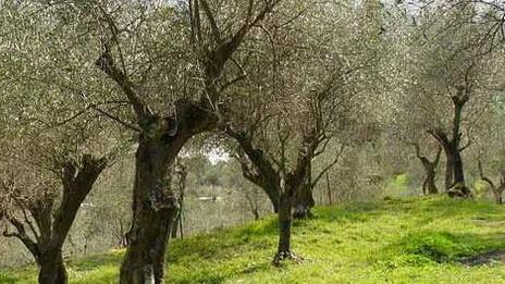 Gli olivi di Massarosa che saranno dati in adozione