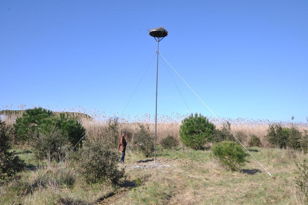 Il nido di cicogna installato nella zona del Tombolo di Marina di Cecina