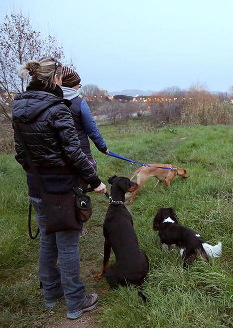 Animali, 12 i casi di avvelenamento