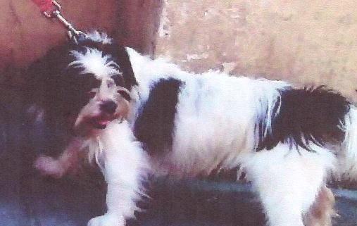 Anziani, sparito il cane mascotte 