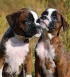 Mostra canina: in passerella bellezze a quattro zampe