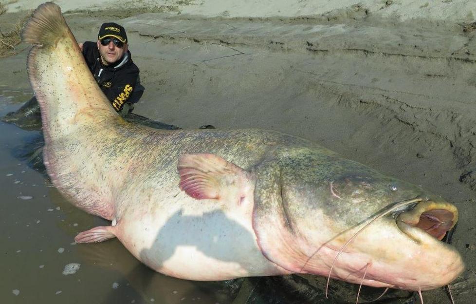 Siluro-record nel Po, multato il pescatore 