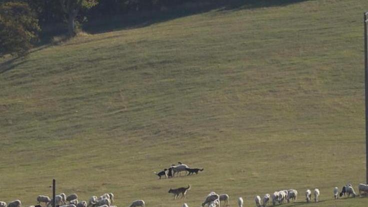 Predatori attaccano un gregge al pascolo