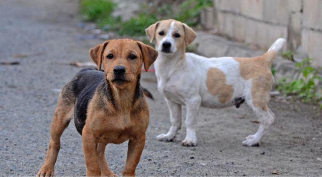Multata la padrona del cane che uccise Caramella