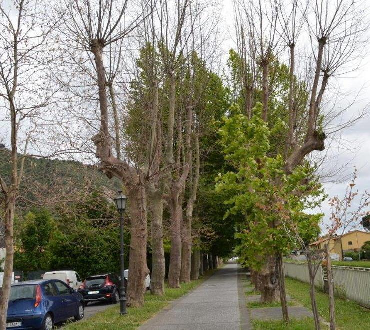 Allarme per i parassiti killer sotto attacco platani e palme 