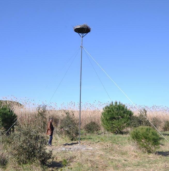Nido per la cicogna bianca installato in zona Tombolo 