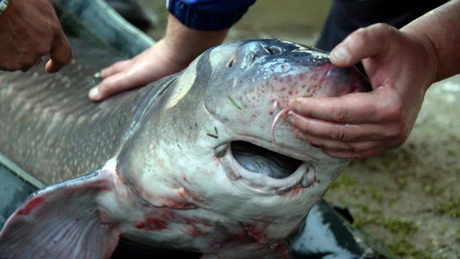 Storione da 60 chili e lungo 1,80 metri: la caccia può iniziare