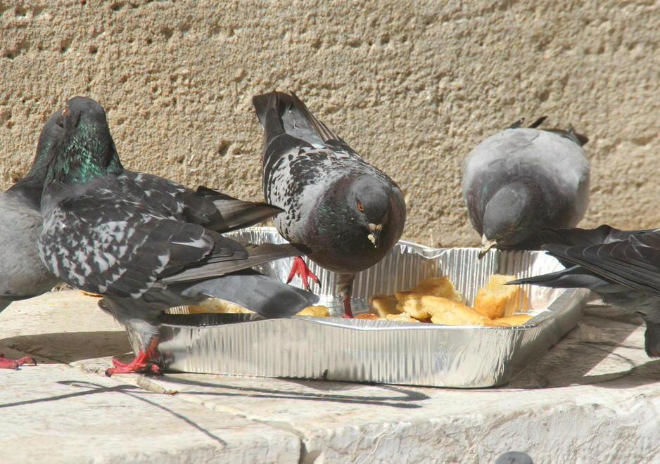 Dare da mangiare ai piccioni costerà caro 