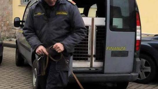 Movida, con il cane niente droga