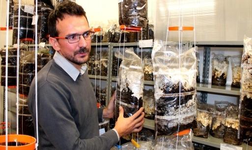 Da Capannori a Prato funghi coi fondi del caffè