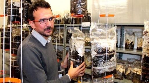 Da Capannori a Prato funghi coi fondi del caffè