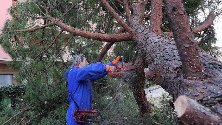 Oggi e domani potatura degli alberi e problemi al traffico