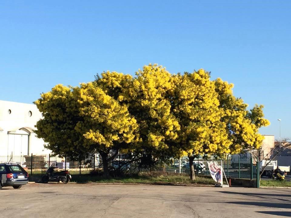 La mimosa dei record: tre bellissimi alberi fioriti nella zona artigianale