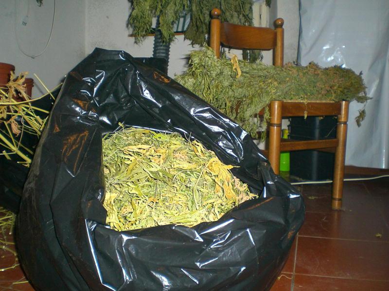 Un sequestro di marijuana (archivio)