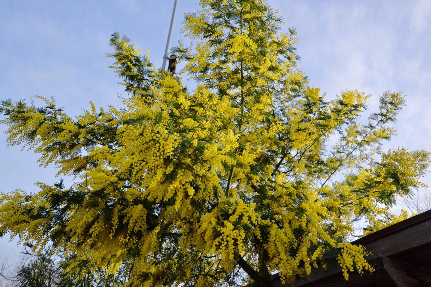 La mimosa, simbolo della festa della donna