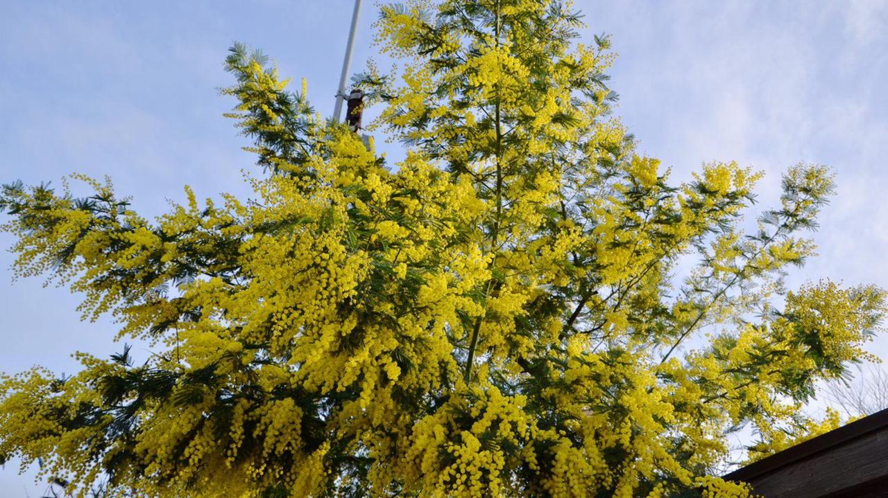 La mimosa, simbolo della festa della donna
