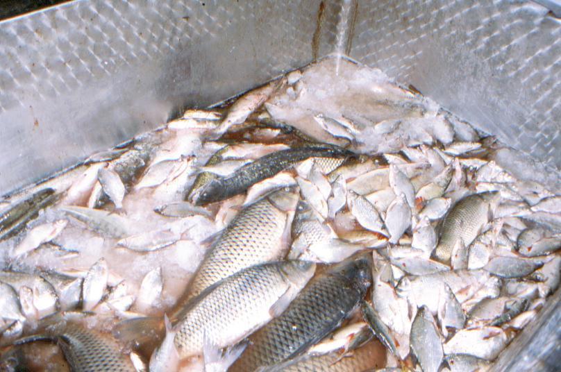 Giro di vite sulla pesca di frodo