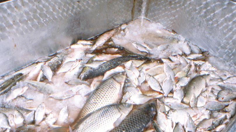 Giro di vite sulla pesca di frodo