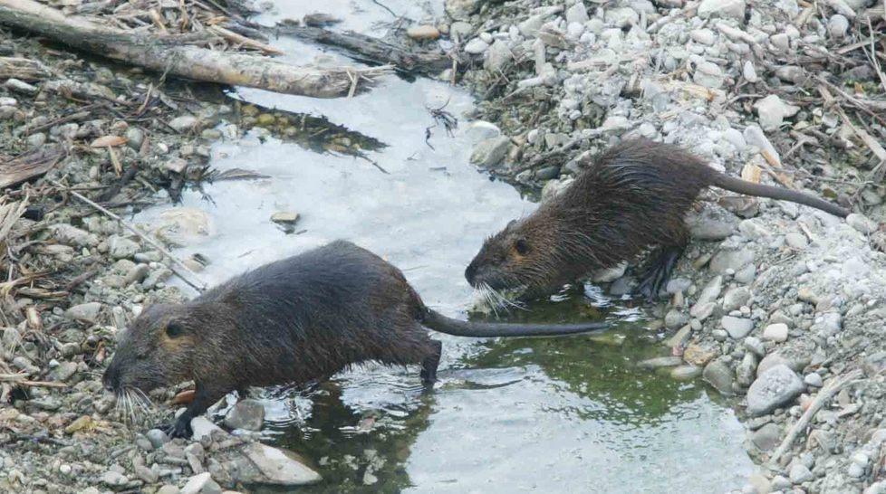 Invasione nutrie Impegnata anche la Bonifica