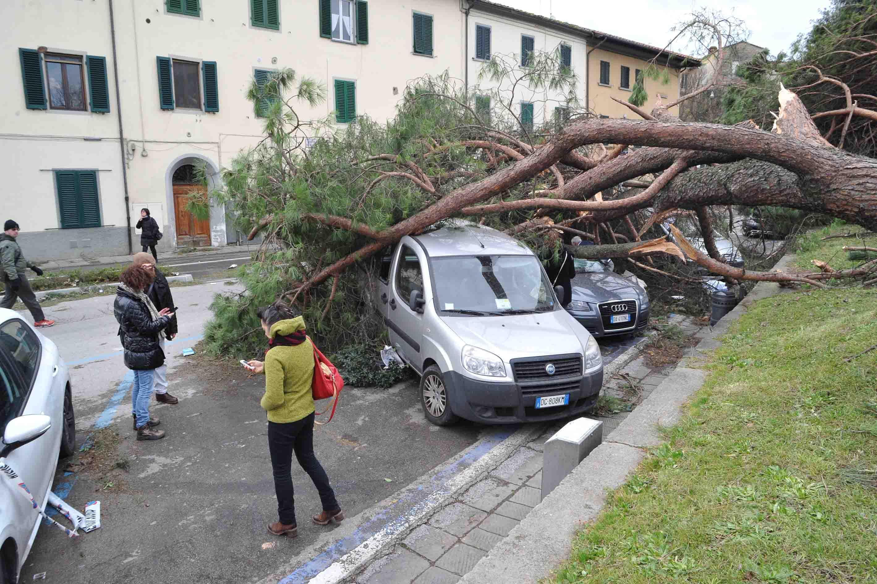 Due pini caduti sulle auto in piazza del Carmine (foto Gori)