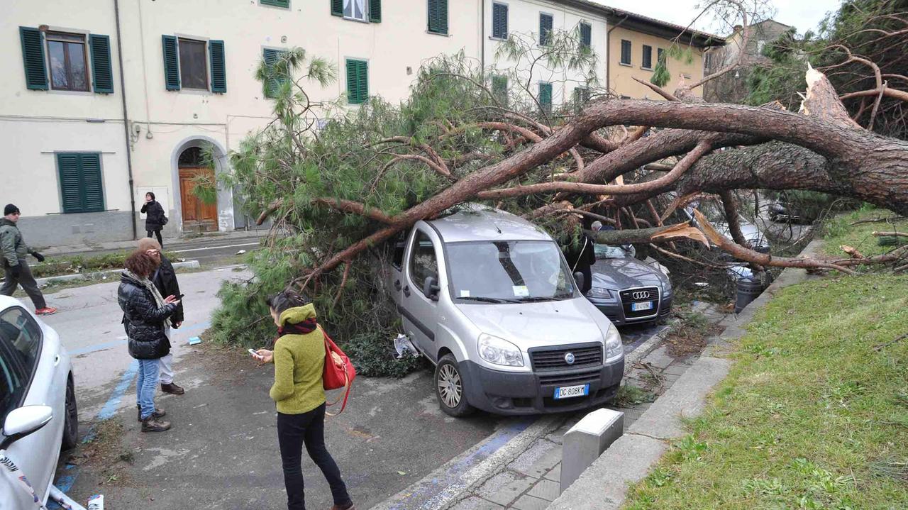 Due pini caduti sulle auto in piazza del Carmine (foto Gori)