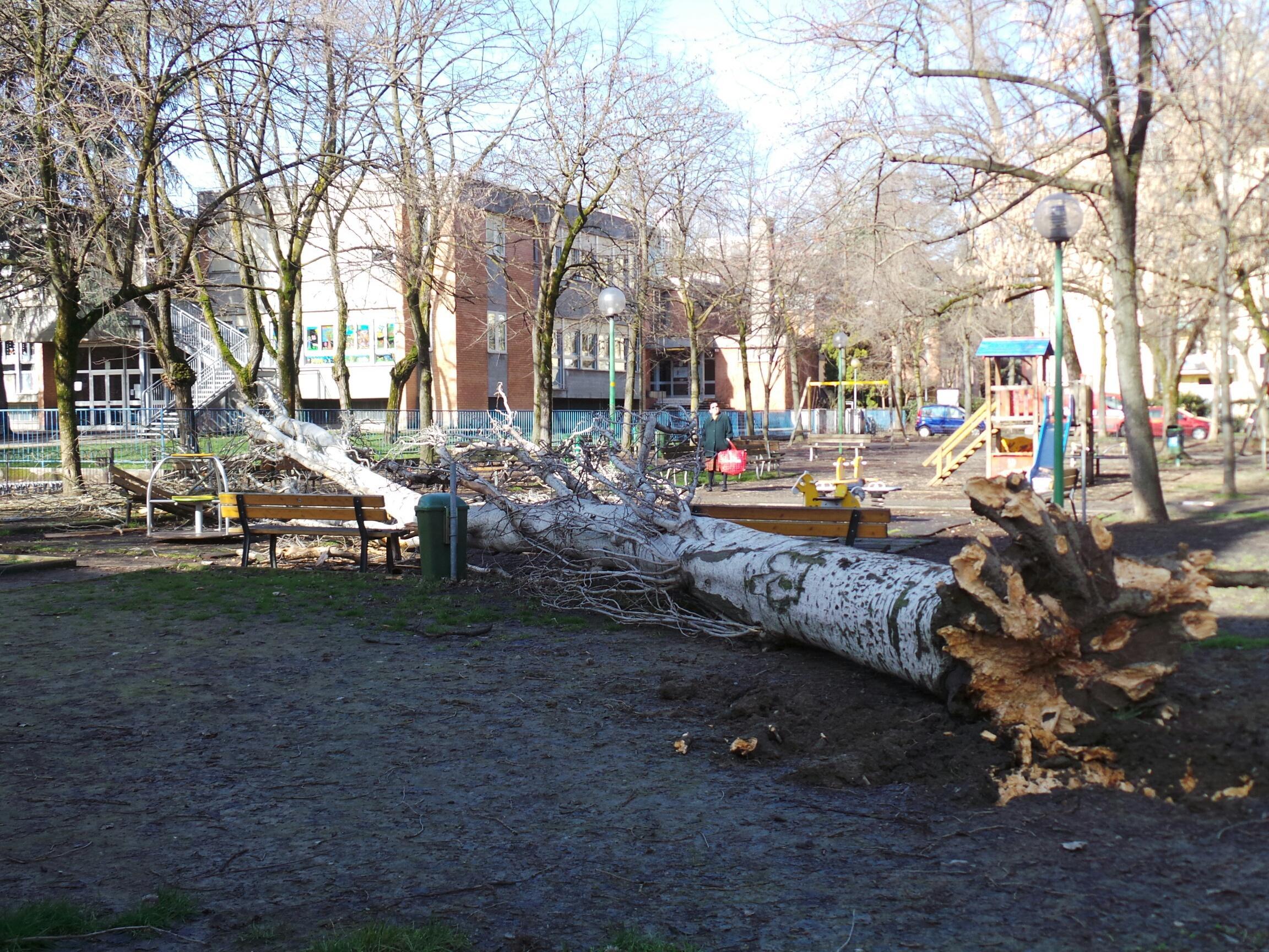 L'albero caduto in via Morselli sugli arredi del parco giochi