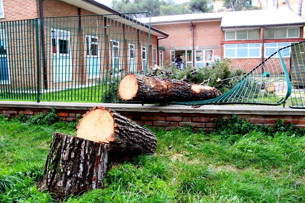 L'albero che si è abbattuto nel giardino della scuola materna delle Sorgenti (Marzi)