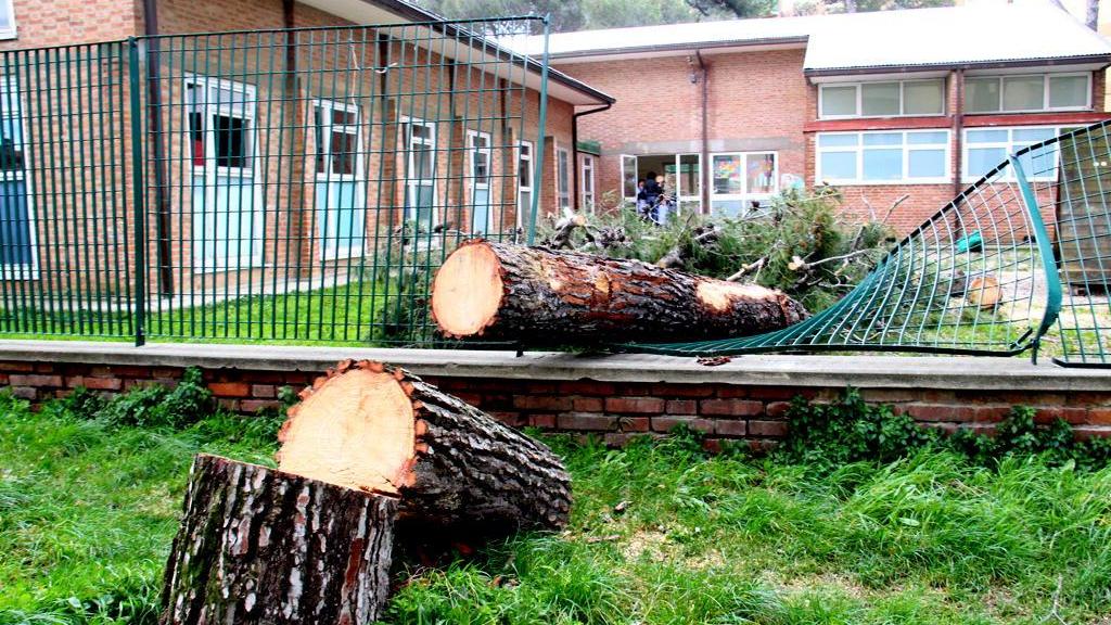 L'albero che si è abbattuto nel giardino della scuola materna delle Sorgenti (Marzi)