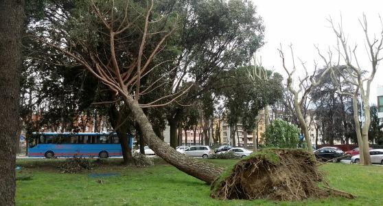 Un albero caduto in piazza della Stazione: non è finito sulla strada solo perchè si è "appoggiato" a un altro albero