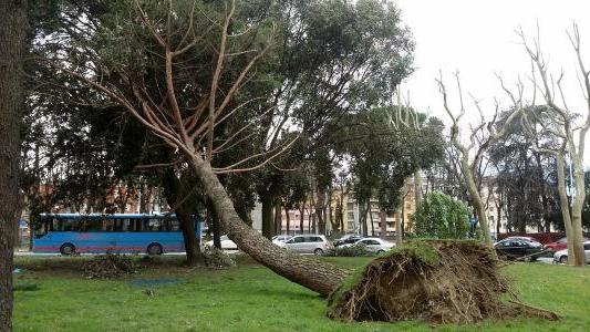 Un albero caduto in piazza della Stazione: non è finito sulla strada solo perchè si è "appoggiato" a un altro albero